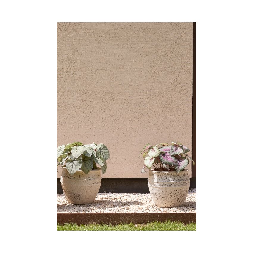 Begonia leaves bush UV grey/pink 25cm