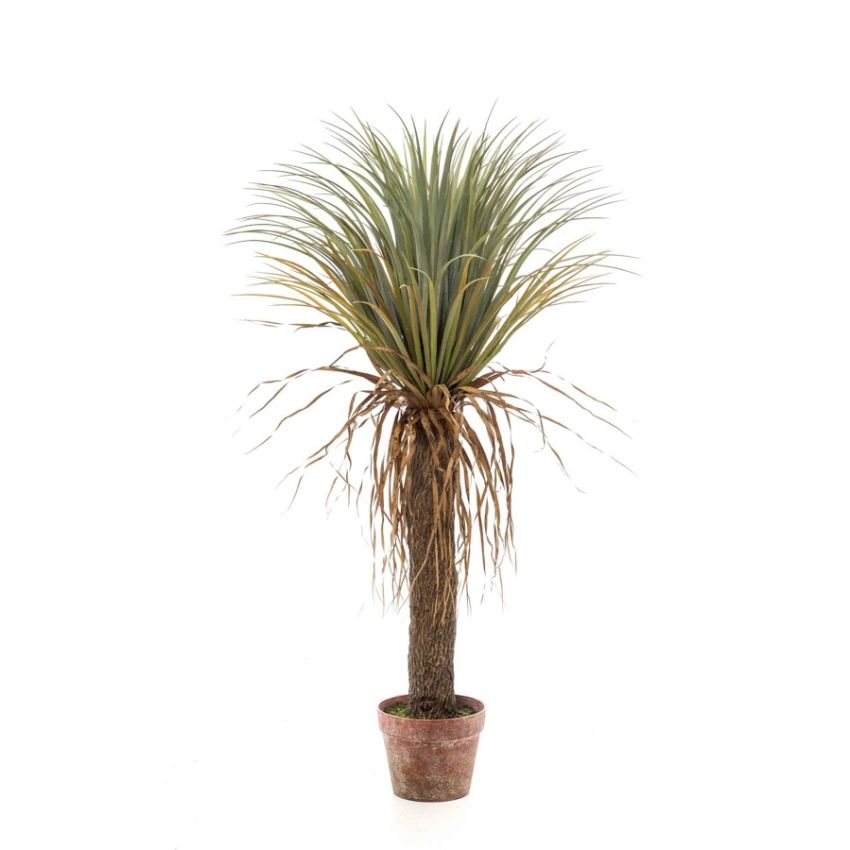 Yucca wild plant 110cm
