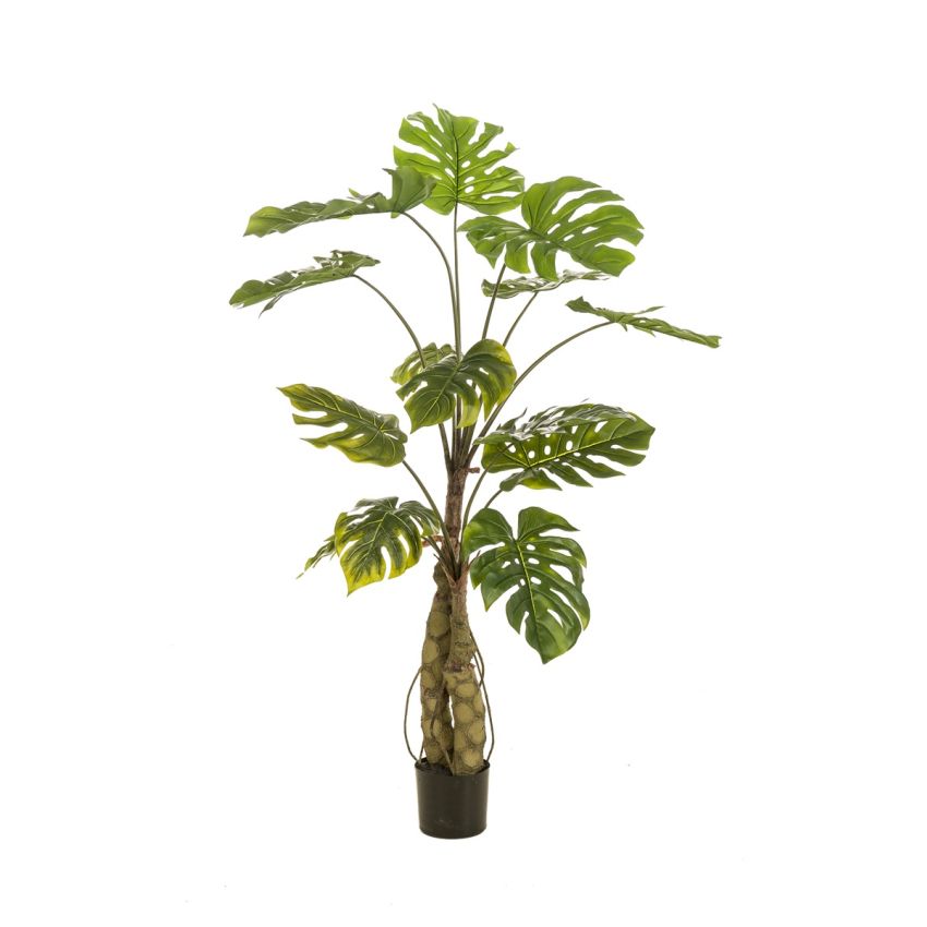 Monstera on trunk x2 150cm (knock down packing)