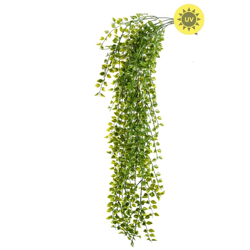 Ficus pumila hanging bush UV 80cm