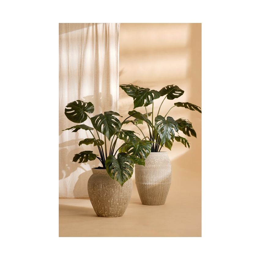 Monstera plant 80cm