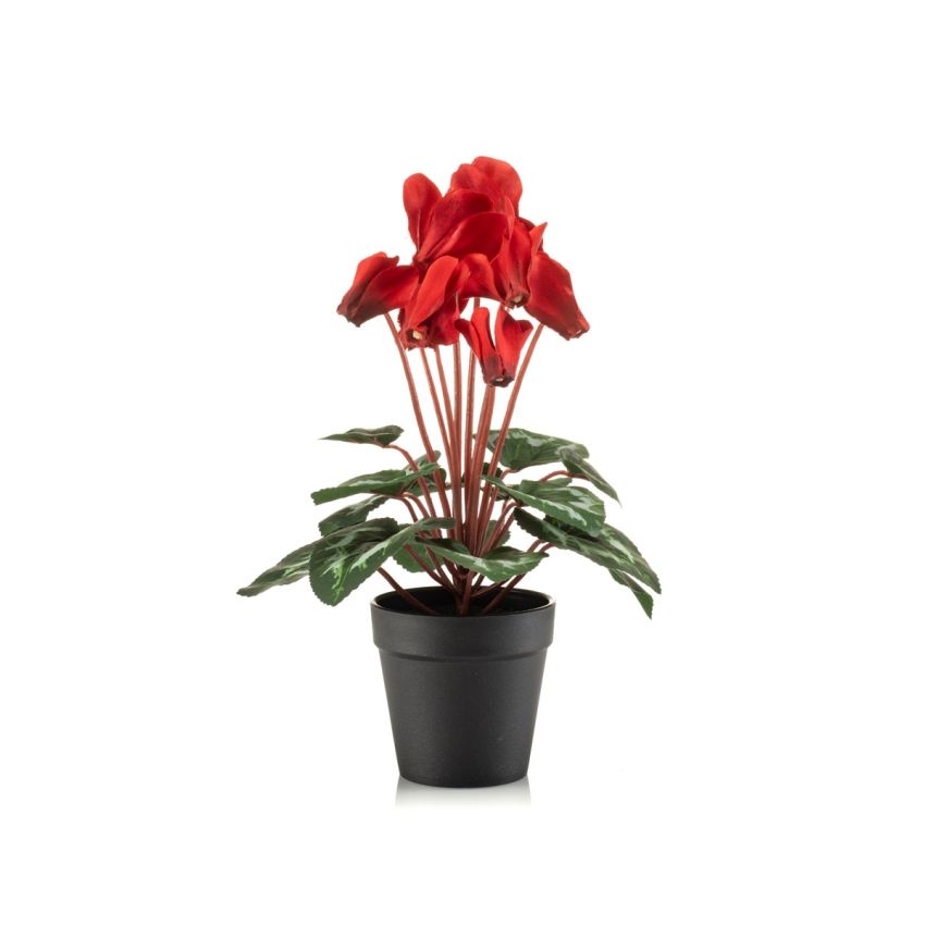 Cyclamen bush red 30cm in black pot
