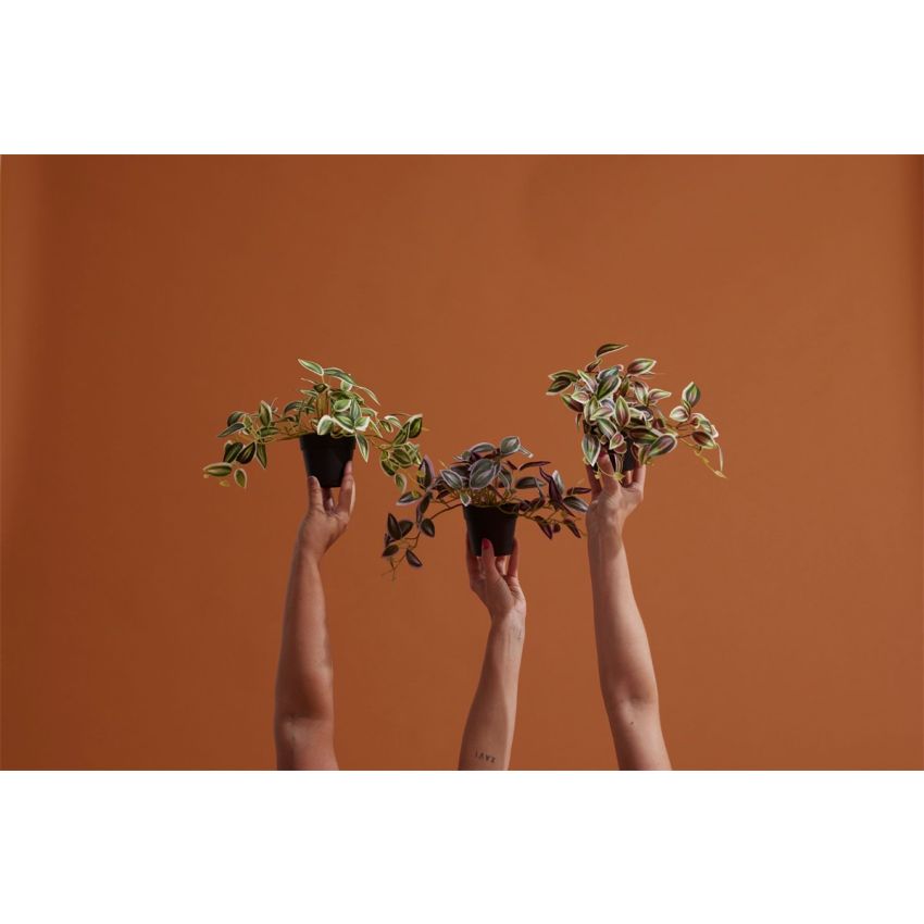 Tradescantia green/red in pot 19cm