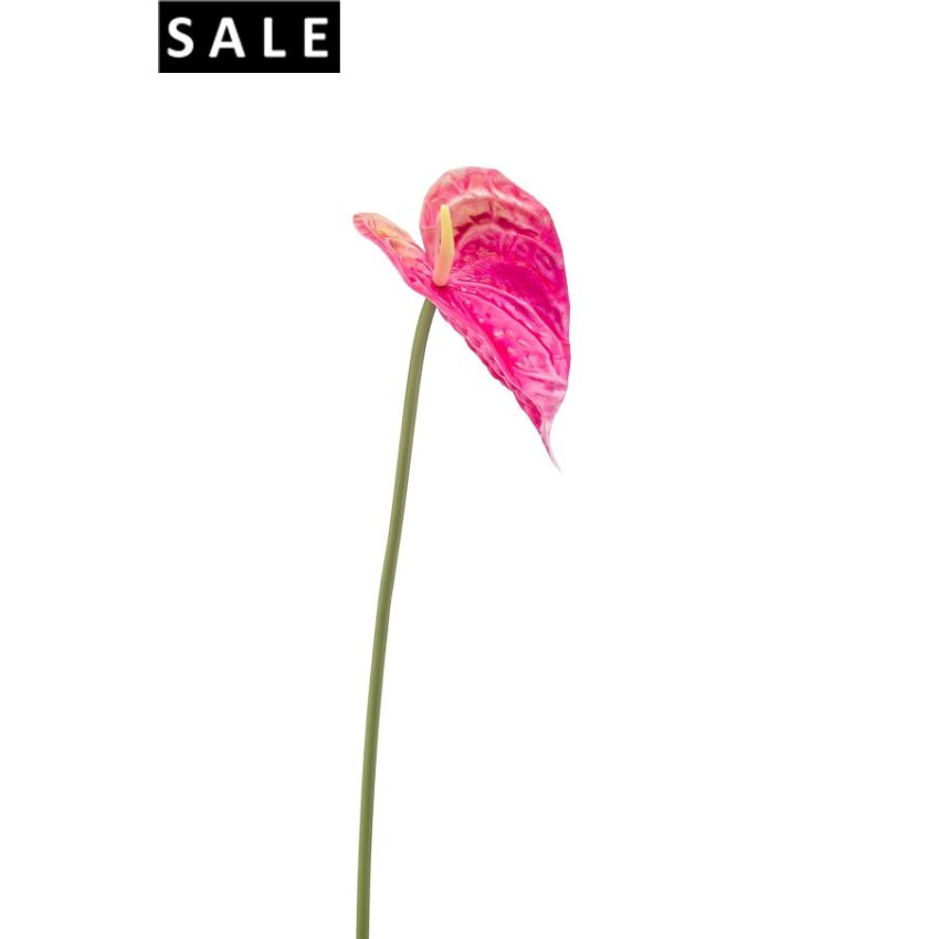 Anthurium stem foam beauty 50cm