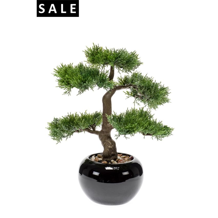 Cedar bonsai 3 in pot 34cm