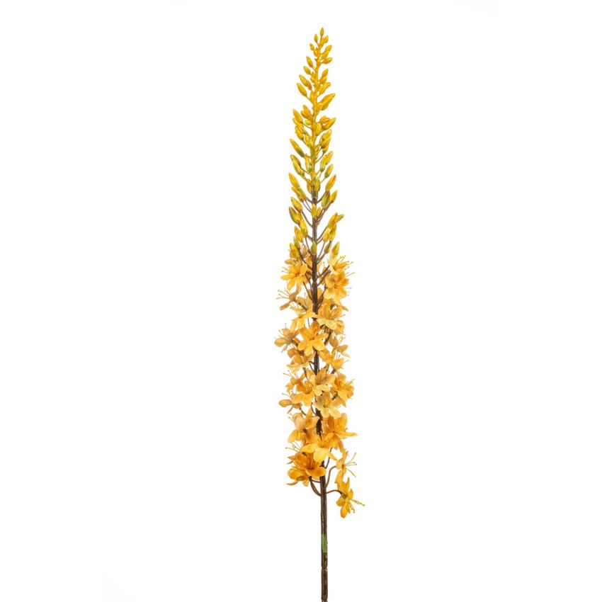 Eremurus spray yellow 109cm