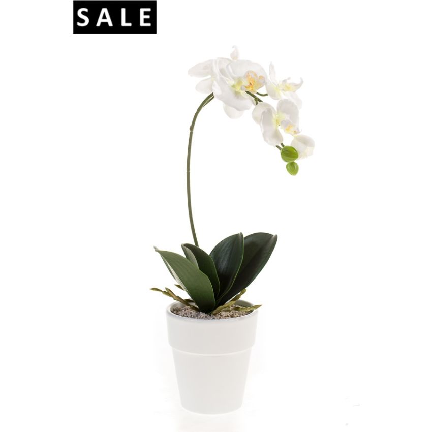 Phalaenopsis bush white 50cm in white pot