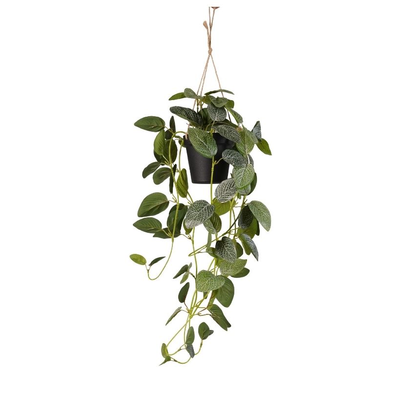 Fittonia hanging bush green/white in pot 70cm