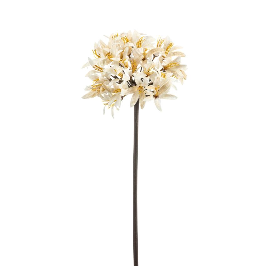 Agapanthus spray cream 70cm