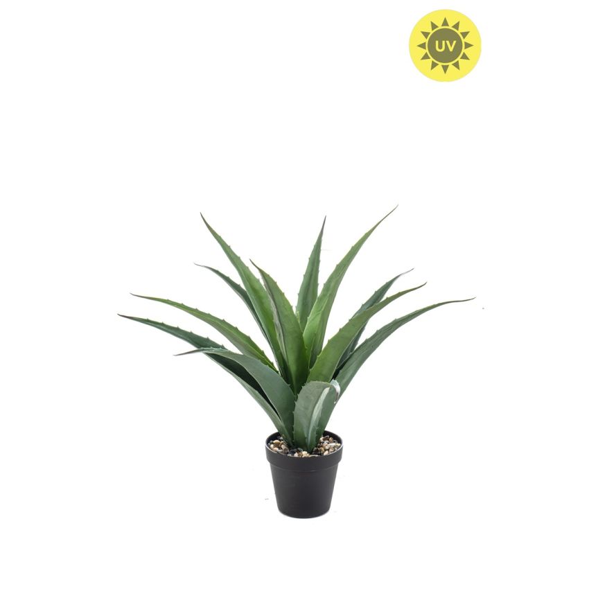 Agave UV in pot 45cm