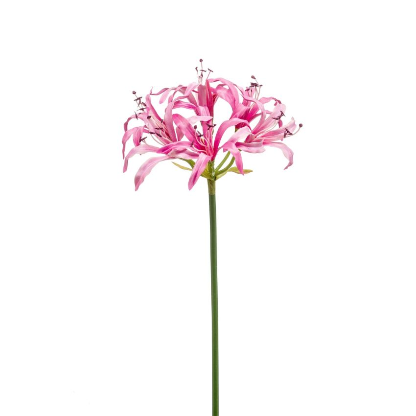 Nerine spray pink 75cm