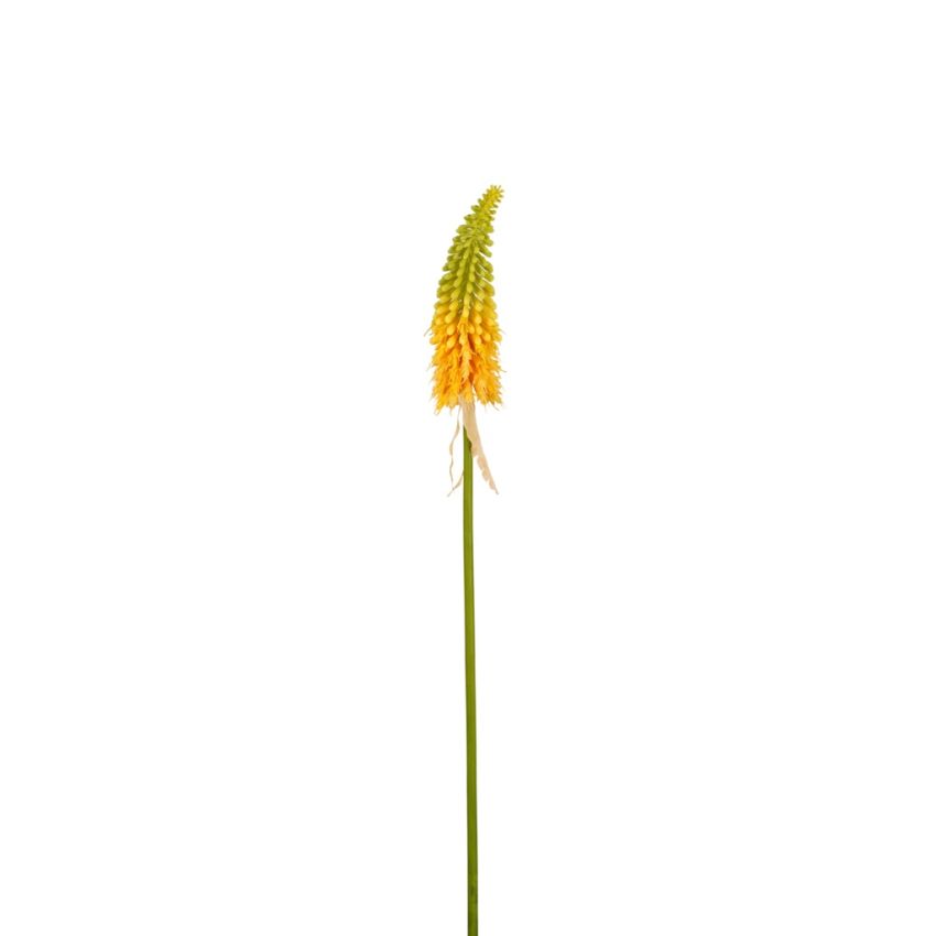 Kniphofia spray yellow  80cm