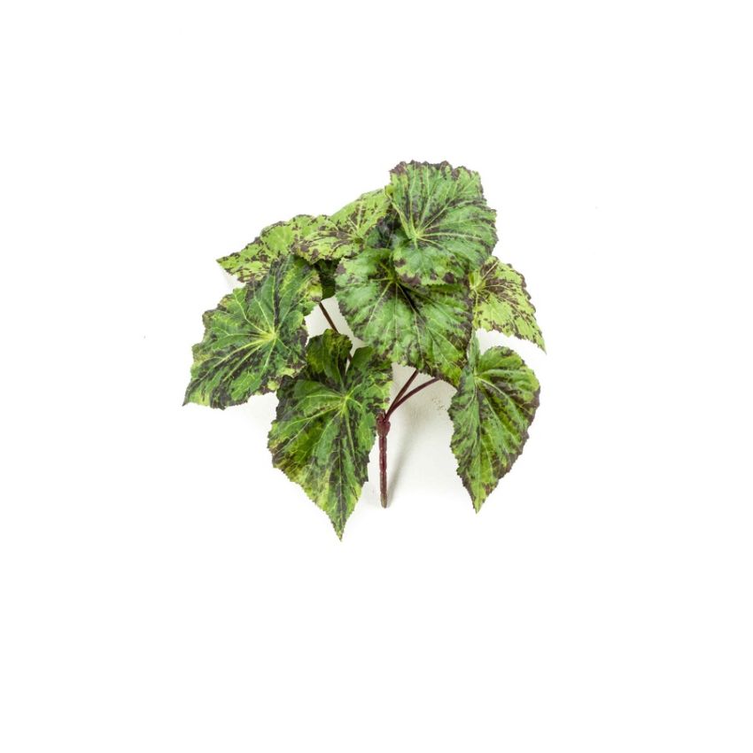 Begonia leaves bush green 25cm