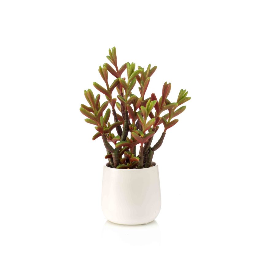 Sedum green/red in white pot 27cm