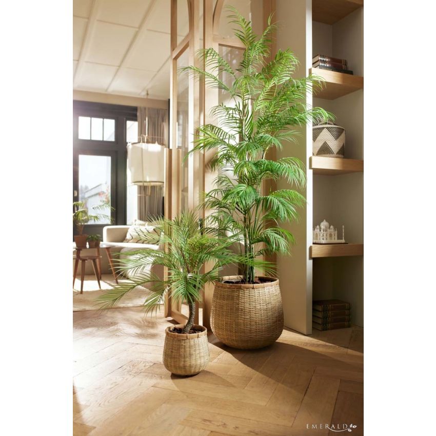 Palm chamaedorea 180cm