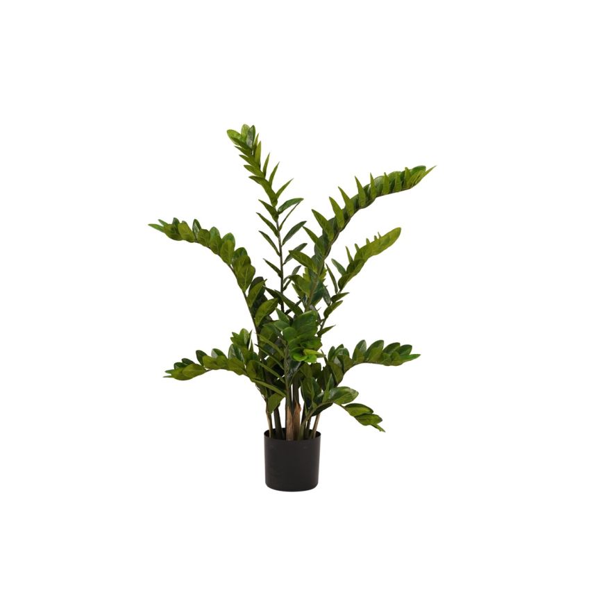 Zamioculcas plant 110cm