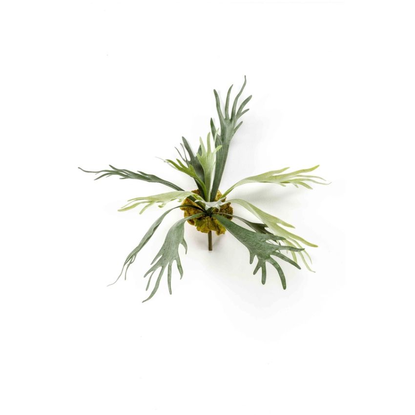 Fern staghorn 50cm