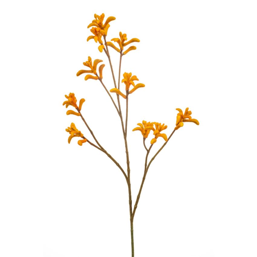 Anigozanthos spray orange 85cm