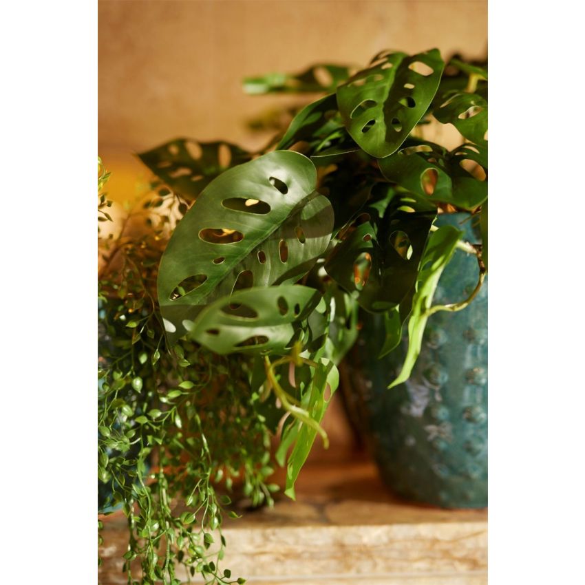 Monstera monkey bush in pot 55cm