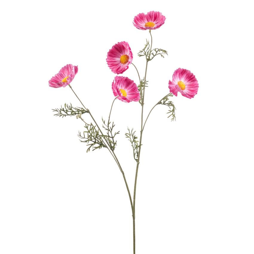 Cosmos spray pink 70cm