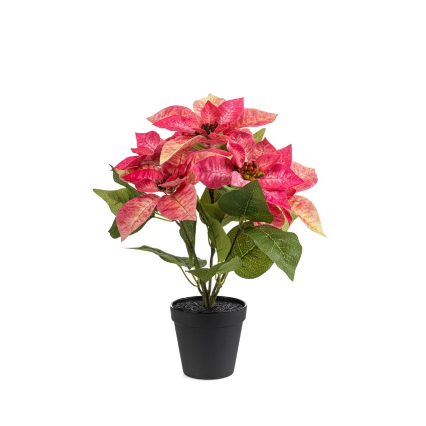 Poinsettia bush pink 38cm in black pot