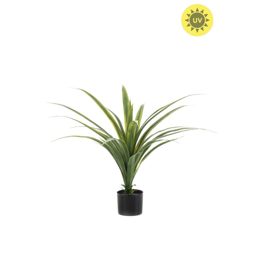 Dracaena UV in pot 80cm