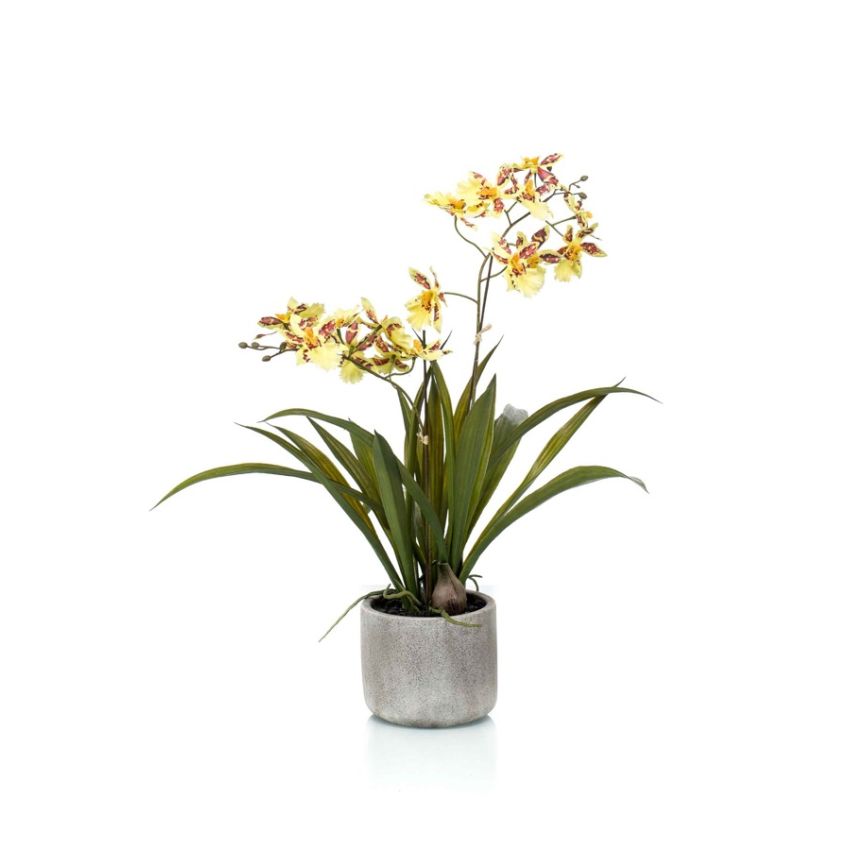 Oncidium yellow/brown in ceramic pot 45cm