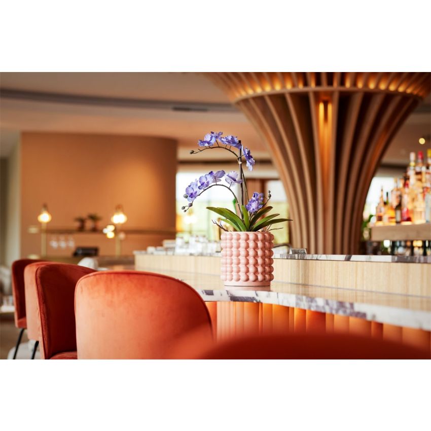 Vanda purple in pot 60cm