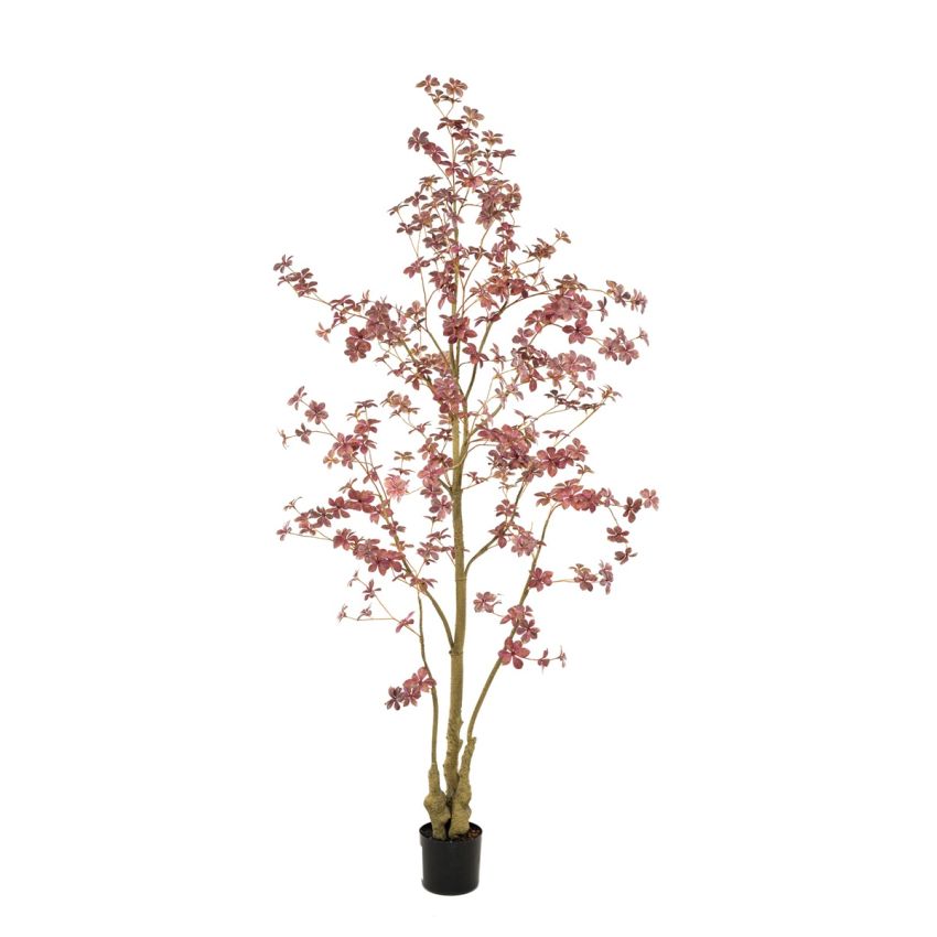 Tropaeolum plant burgundy 210cm (knock down packing)