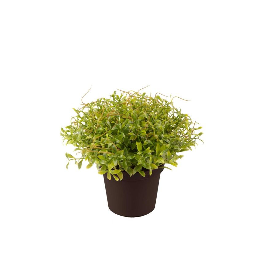 Cress green in pot 13cm