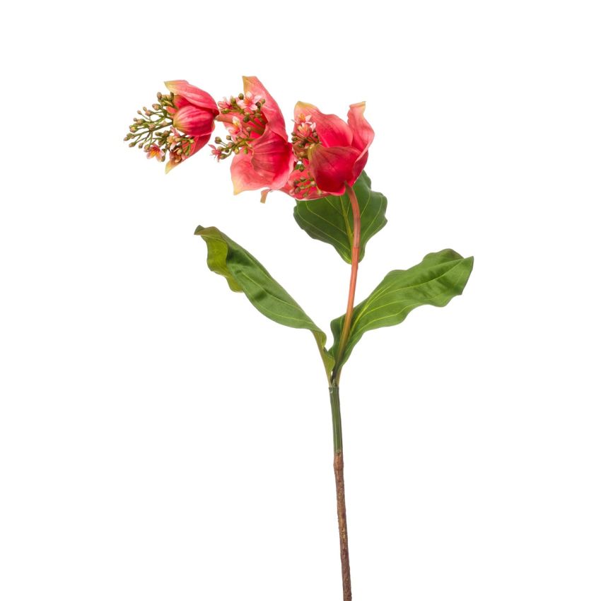 Medinilla spray coral 110cm