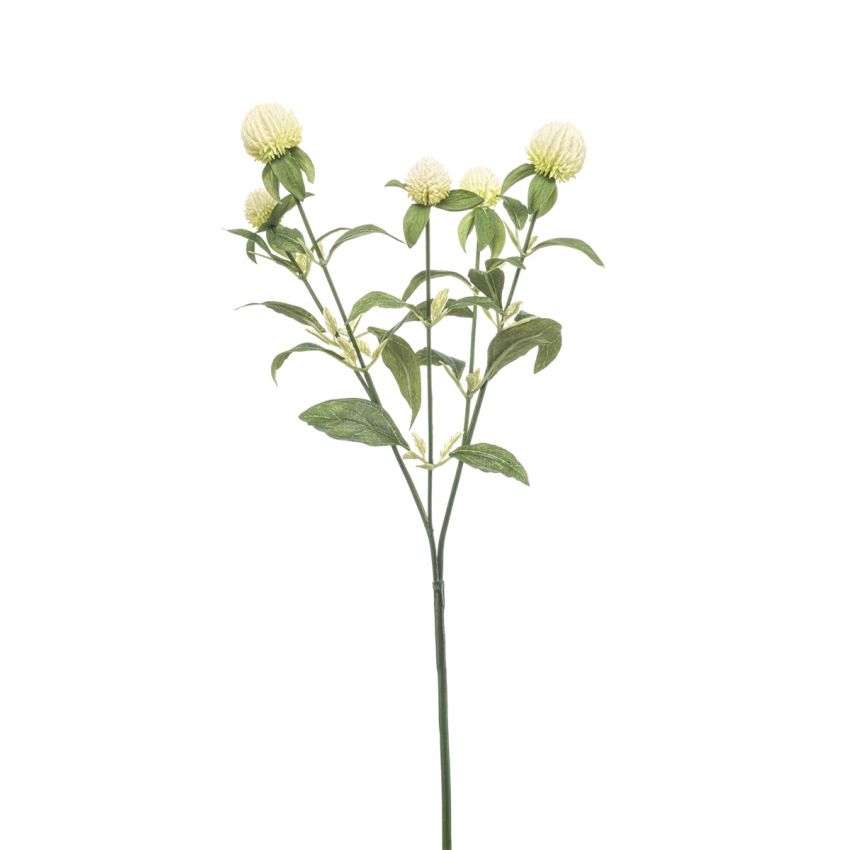 Gomphrena spray cream 64cm