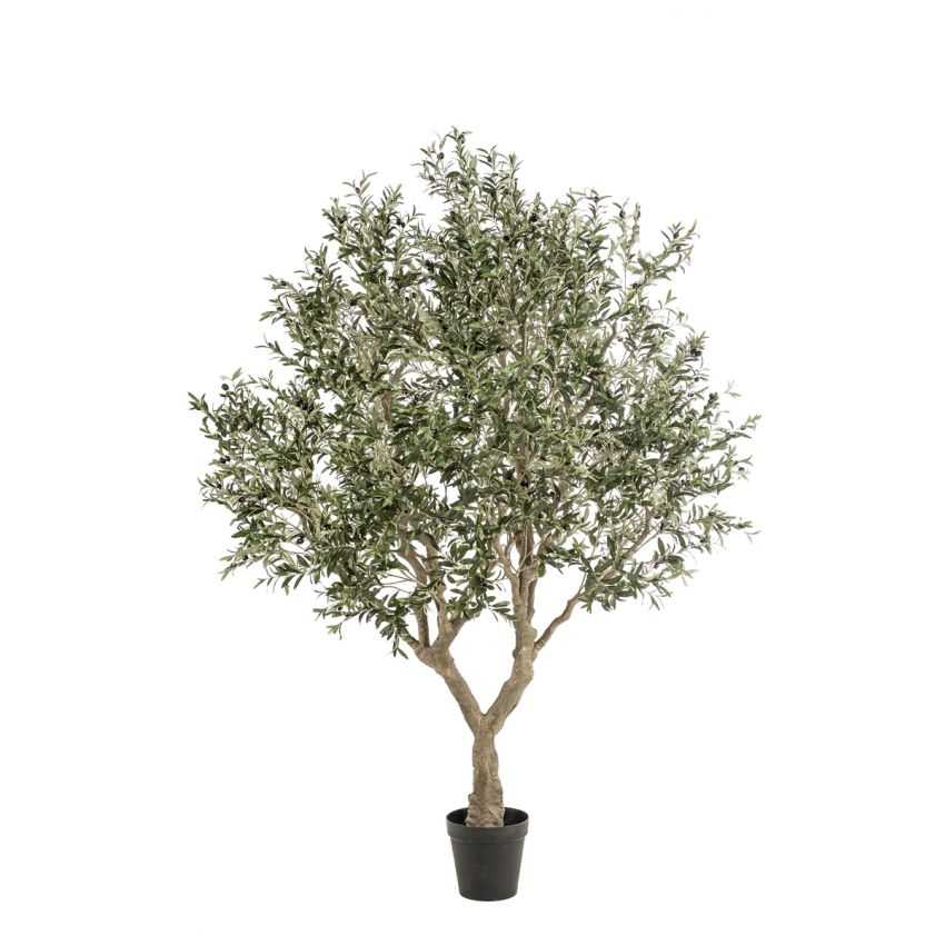 Olive tree 250cm (knock-down packing)