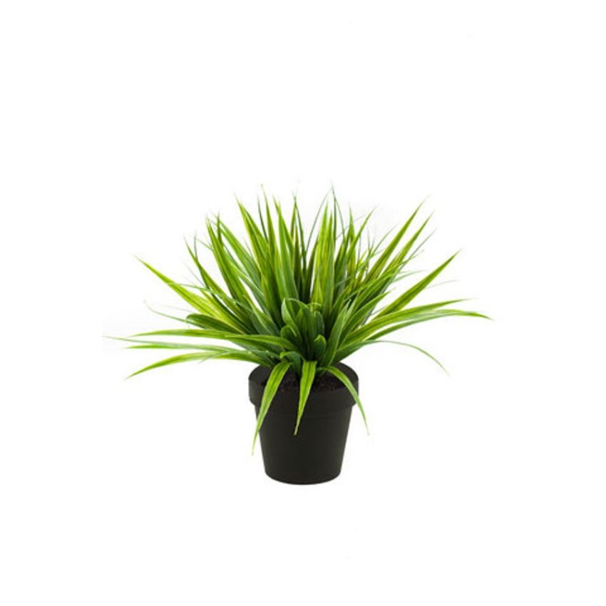 Grass bush green 32cm in black pot