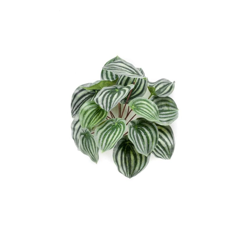 Peperomia bush green/grey 25cm