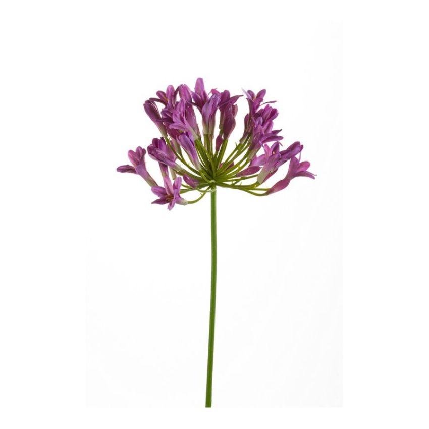 Agapanthus spray lt purple 75cm