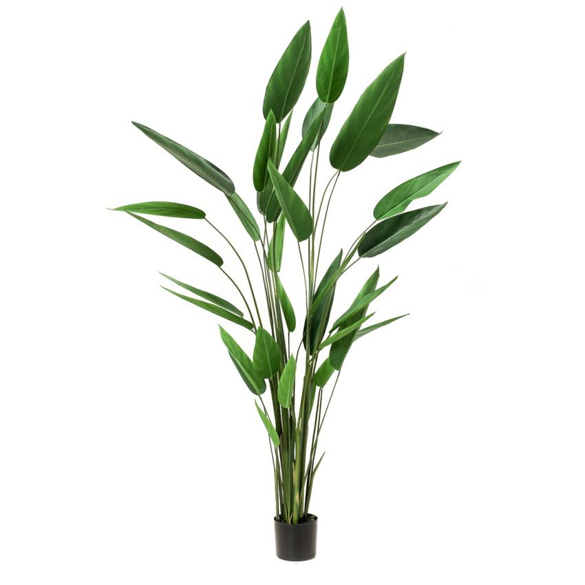 Heliconia plant 220cm (3lvs knock down packing)