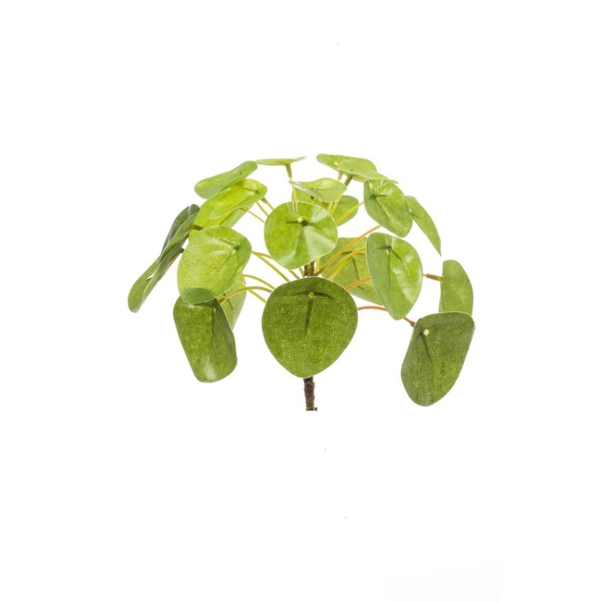 Pilea mini bush 13cm