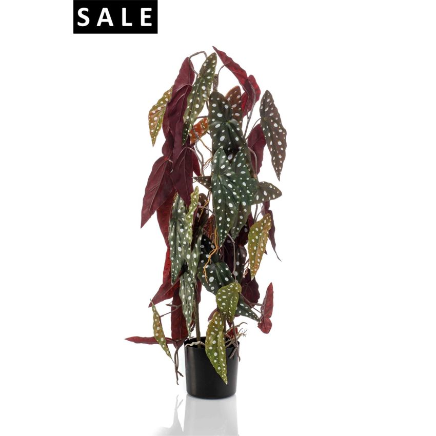 Begonia maculata 3 stems 75cm