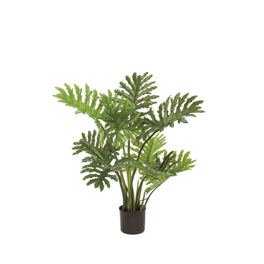Philodendron selloum plant 80cm