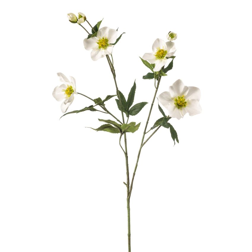 Helleborus spray white 90cm