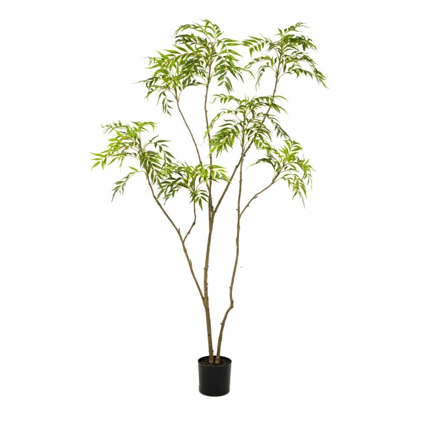 Mahonia forunei tree 210cm (knock down packing)