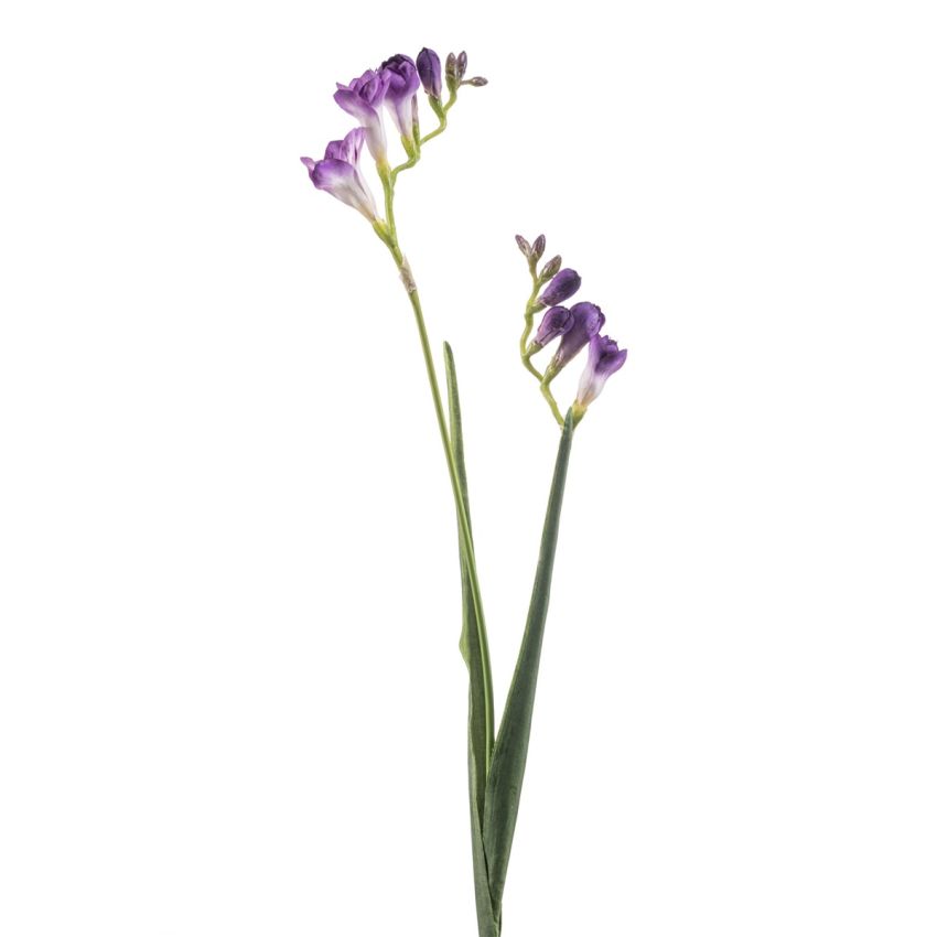 Freesia spray purple 80cm