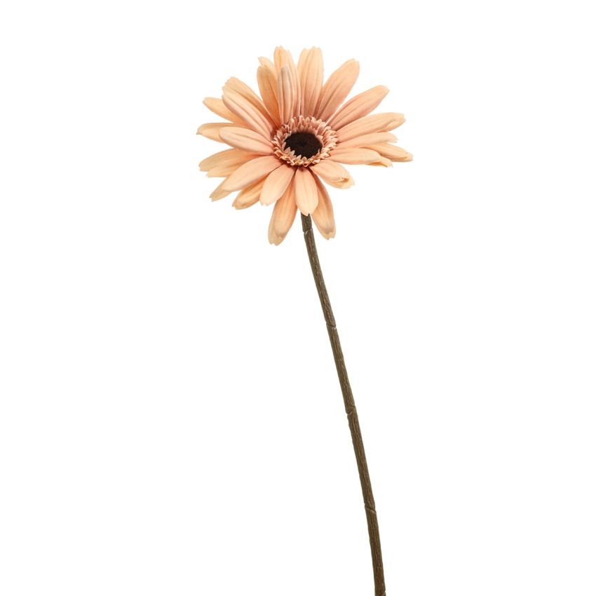 Gerbera spray lt peach 58cm