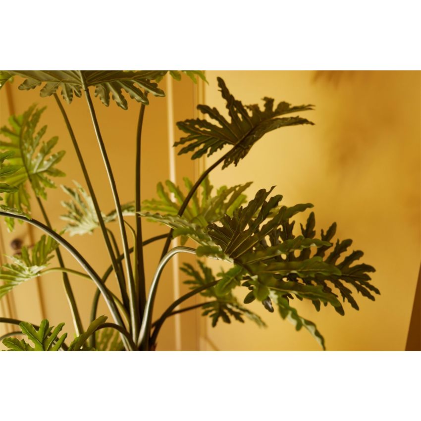 Philodendron selloum plant 125cm