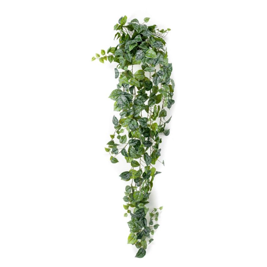 Scindapsus pictus hanging bush green/grey 180cm