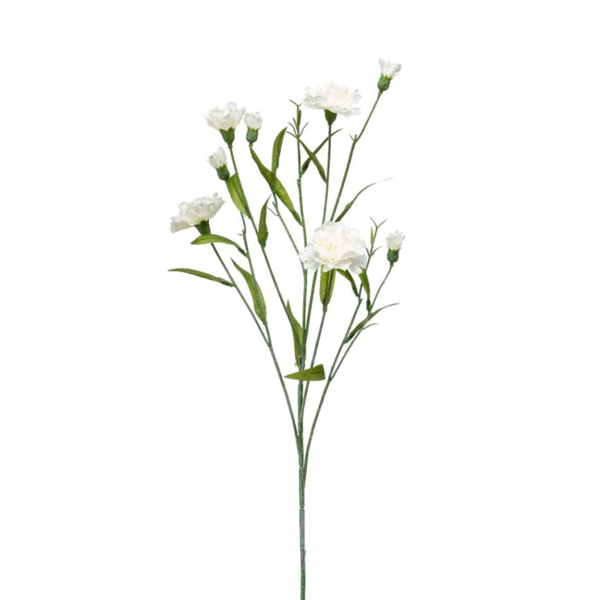 Dianthus mini spray cream 70cm