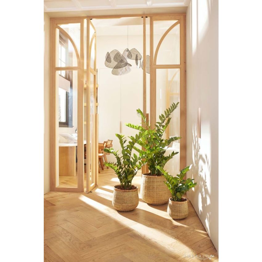 Zamioculcas plant 130cm