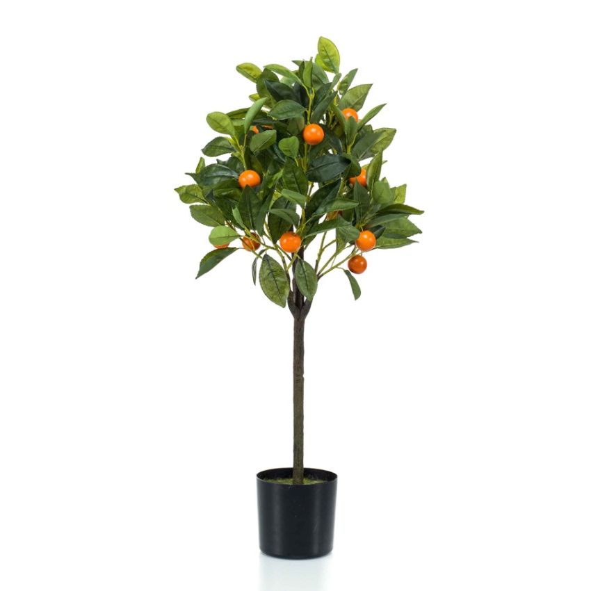 Orange tree in pot 75cm