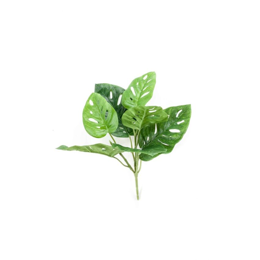 Monstera monkey bush green 30cm